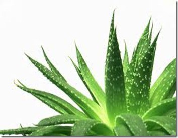 [Remedios%2520Caseros%2520para%2520el%2520cabello%2520con%2520Aloe%2520Vera1%255B7%255D.jpg]