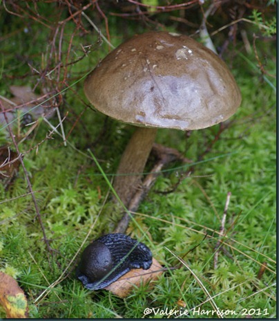 21-Leccinum toadstool-and-slug