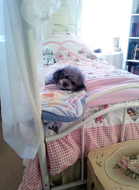 [Poodle-cuteness4.jpg]