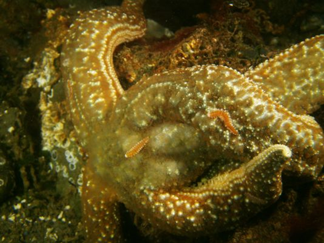 A sea star succumbing to sea star wasting syndrome. Its center is dissolving into goo, and marine worms are beginning to attack it. Photo: Don Noveillo
