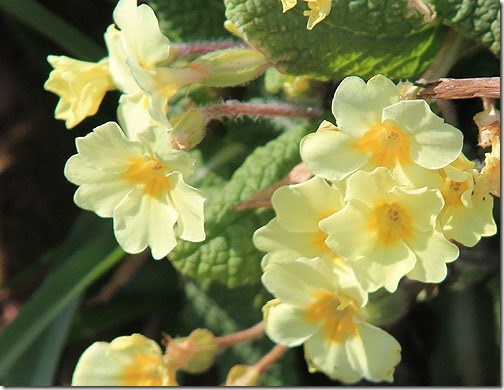 28-primroses