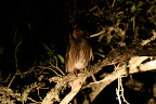 Scops owl we saw on the way back to the lodge the first night.
