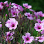 Spring Blooms - Akaroa, New Zealand