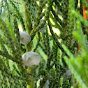 Rocky Mountain Juniper