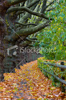 http://www.istockphoto.com/stock-photo-16944766-pedestrian-and-bike-path-surrounded-by-old-trees-in-autumn.php