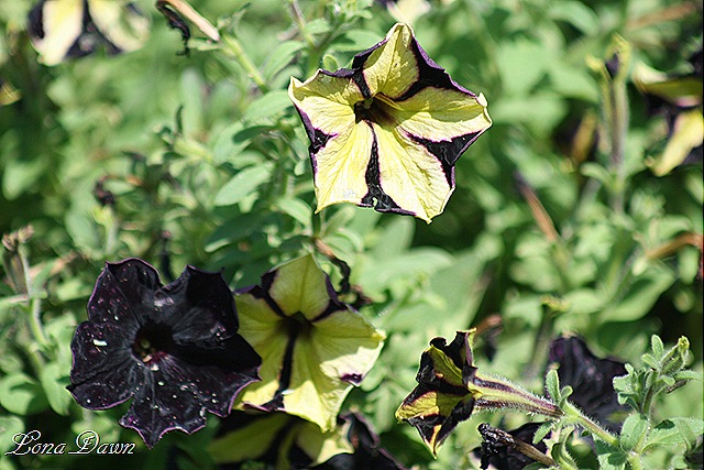 [FPC_Phantom_Petunia2_Aug18%255B8%255D.jpg]