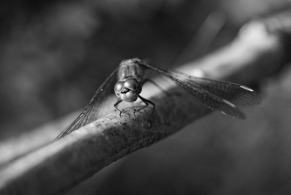 [Dragonfly-2%255B4%255D.jpg]