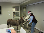 They certainly are getting a lot of attention, but it's not like you see donkeys at TV every day.