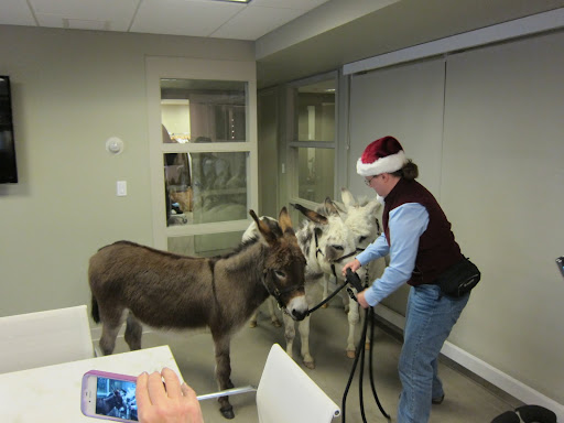 They certainly are getting a lot of attention, but it's not like you see donkeys at TV every day.