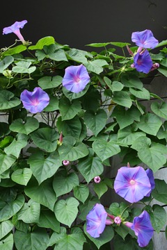 DSC00160 DSC00160