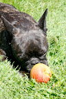 I'll just nudge this apple over to the fence where it can be reached.