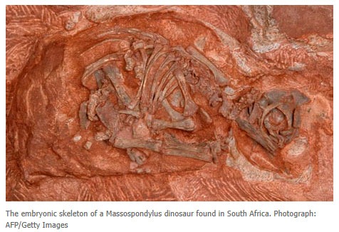 massospondylus