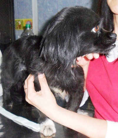 pekines 1x.jpg