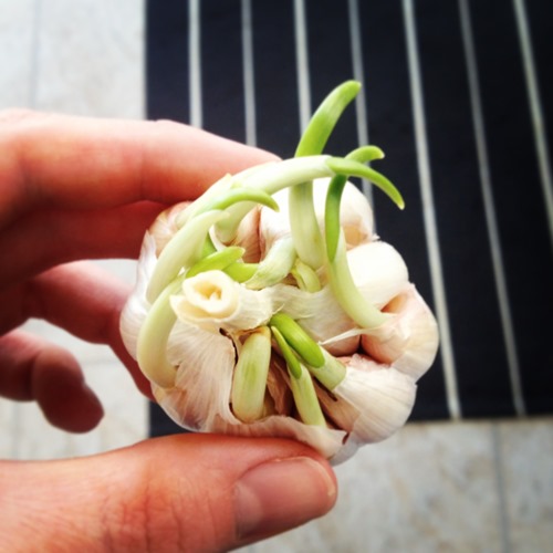 20130317 garlic (3)