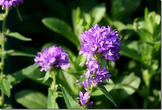 Clusterd_PurpleBellflower