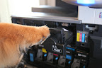 Here it is.  An easy task for a tech-dog, like me.
