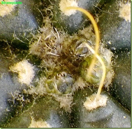 Echinocereus knippelianus boccioli apice
