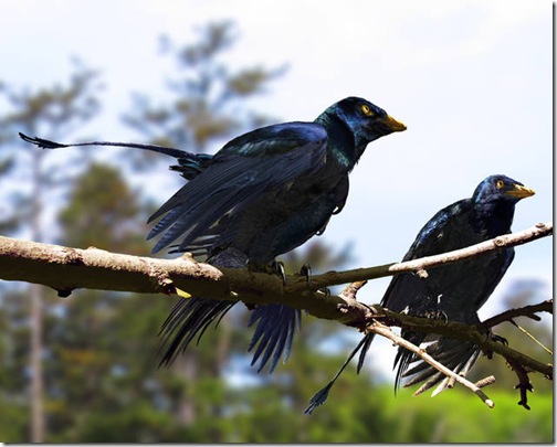 microraptor