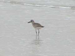 Florida Sanibel 2013 shorebird in water2 Florida Sanibel 2013 shorebird in water2