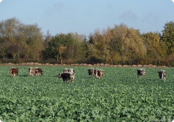 Z..SAM_0004 Now in field Z..SAM_0004 Now in field