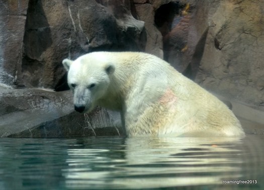 Polar Bear