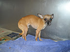 I feared the worst as it had been weeks since I'd received the email about Gus's plight... and his information was no longer listed in the system at that shelter! What had happened to Gus?!