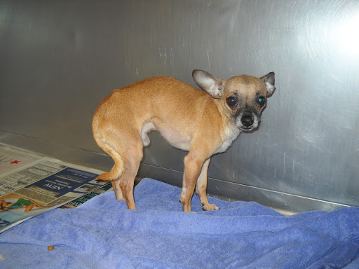 I feared the worst as it had been weeks since I'd received the email about Gus's plight... and his information was no longer listed in the system at that shelter! What had happened to Gus?!