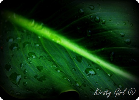 leaf leaf