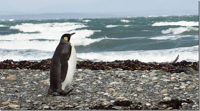 King_Penguins_DSC01032 King_Penguins_DSC01032