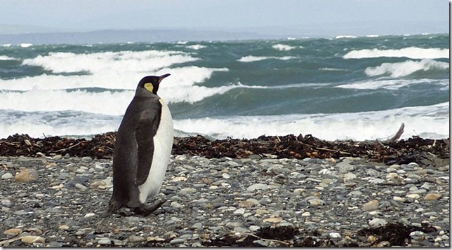 King_Penguins_DSC01032