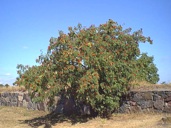 Rowan-tree