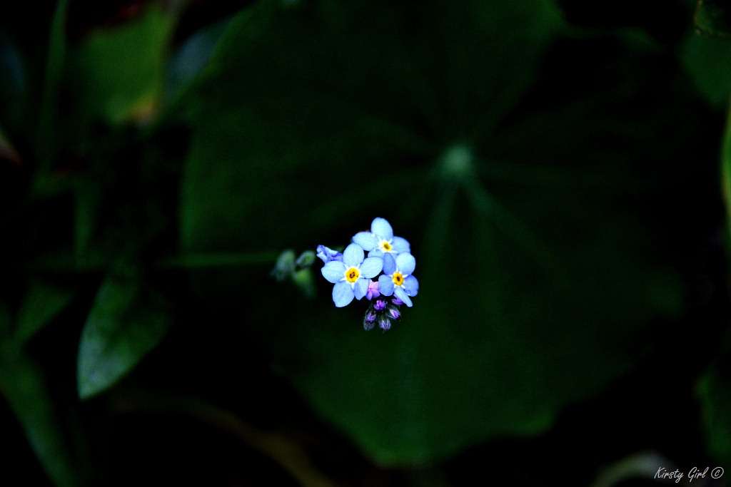 [IMG_2361%255B14%255D.jpg]