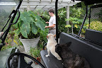 Shaun, do you have a plan for all of these pots?  Don't you think you better move them all into the green house?  We wouldn't want their gorgeous leaves to get all torn up.