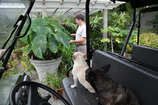 Shaun, do you have a plan for all of these pots?  Don't you think you better move them all into the green house?  We wouldn't want their gorgeous leaves to get all torn up.