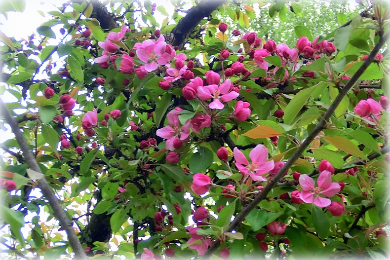 CIMG4460-001 CIMG4460-001