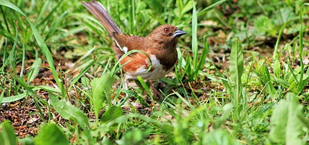 Eastern Towhee female Eastern Towhee female