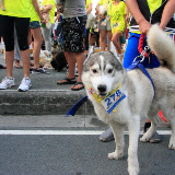 Pet Express Doggie Run 2012 Philippines. Jpg (32).JPG