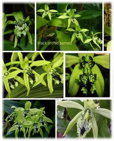 [anggrek%2520hitam%2520kalimantan%255B3%255D.jpg]