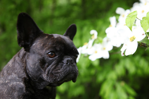 Sigh... I would just love if some dashing Frenchie would court me with dogwood blooms!