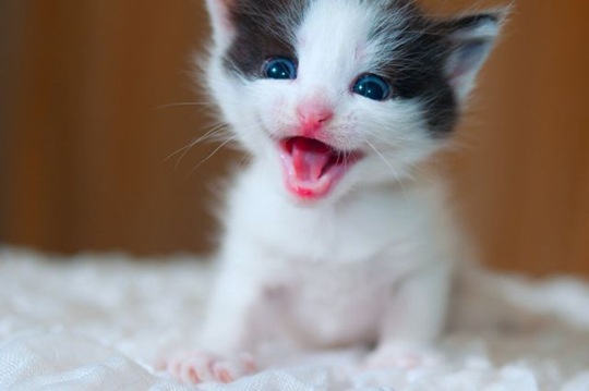 [funny-animals-haha-29%255B2%255D.jpg]