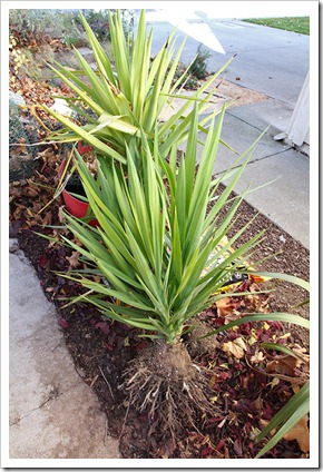 111203_yucca_gloriosa_removed 111203_yucca_gloriosa_removed