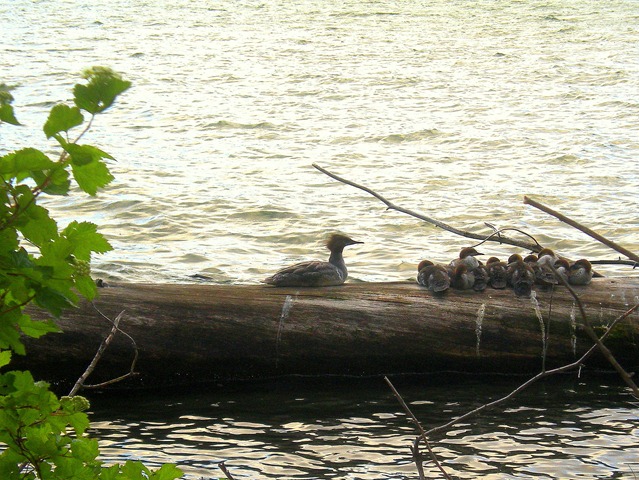 Merganser Family on Suttle Lake
