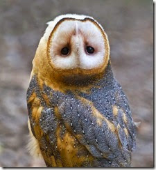 £££-Owl-with-an-upside-down-head