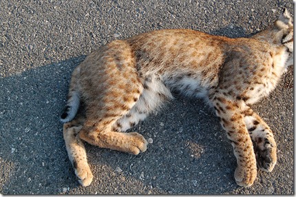 Lince atropellado