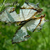 Nymphalidae%25252c%252520cyrestis%252520thyodamas%25252c%252520common%252520map