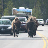 Traffic jam in Yellowstone