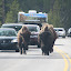 Traffic jam in Yellowstone