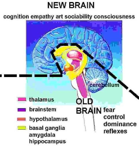 [new%2520brain%255B7%255D.jpg]