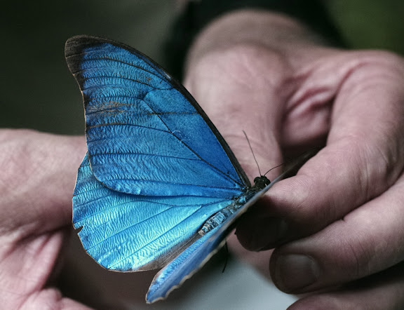 Morpho (Iphixibia) anaxibia ESPER, (1801). Sertao de Barra do Una (Sao Sebastiao, SP). 17 février 2012. Photo : J.-M. Gayman