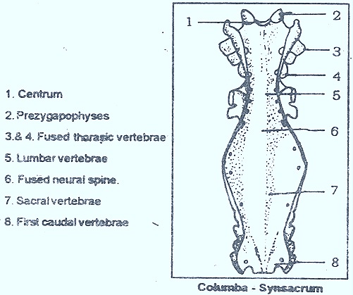 Synsacrum-birds-aves Synsacrum-birds-aves